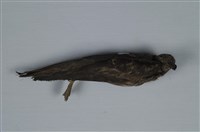 藏品(穴鳥)的圖片